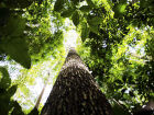 Amazônia