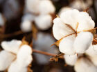 Algodão