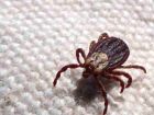 Carrapato estrela, causador da febre maculosa.