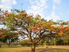 Primavera começa no próximo dia 22