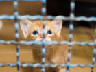 Prefeitura de Campo Grande realiza feira de adoção de pets
