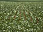 Queda nos preços dos grãos derruba confiança do produtor rural nos Estados Unidos