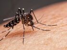 Dengue é transmitida pelo mosquito Aedes aegypti, comum em áreas quentes e tropicais. Ele costuma agir de dia e se reproduz em locais onde há água parada
