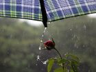 Chuvas avançam pelo Mato Grosso do Sul com ventos fortes e calor persistente
