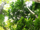 Mata Atlântica
