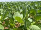 Plantio da safra 2024/2025 no Mato Grosso do Sul avança; controle fitossanitário é prioridade para combater pragas e garantir produtividade.