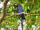 Arara-azul símbolo oficial de Mato Grosso do Sul