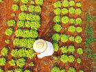 O levantamento mostra que a agricultura familiar sul-mato-grossense abrange mais de 41 mil pequenas propriedades espalhadas pelo Estado.