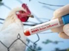 Confirmado primeiro caso de gripe aviária no Ceará.