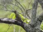 Evento internacional terá debates sobre conservação da fauna e deve reunir representantes de mais de 130 países em Campo Grande.