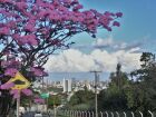 Campo Grande sediará Oficina Regional para construção do Plano Nacional de Arborização Urbana