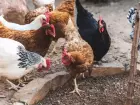 Caso suspeito era de galinha doméstica