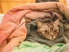 Assim como os humanos, cães e gatos sentem os efeitos do frio e podem ficar doentes. Médicos veterinários orientam reforçar os cuidados na estação