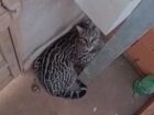 Jaguatirica foi encontrada no quintal de uma casa no bairro Jardim Félix, em Aparecida do Taboado, e resgatada com segurança pela Polícia Ambiental.