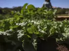 Parceria destina R$ 299 milhões para agricultura familiar na Bahia