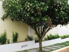 A murta de cheiro é uma planta de folhagem perene originária das regiões do Mediterrâneo, conhecida por ter folhagem verde vibrante, flores brancas ou rosa pálido e exalar um aroma agradável
