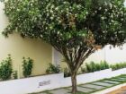 Espécie exótica, a murta é hospedeira do inseto transmissor do greening, a mais grave praga da citricultura