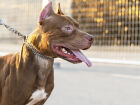 Pitbull escapou e matou cadela durante passeio com tutoras em bairro de Campo Grande; Tribunal manteve valor da indenização por danos morais