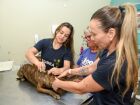 A brucelose canina é uma doença infectocontagiosa causada pela bactéria Brucella canis