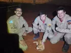 Cachorro cai em buraco de cinco metros em obra e é resgatado com vida pelos bombeiros em Campo Grande.