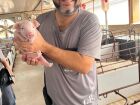 Suinocultura de MS avança com foco em sustentabilidade e tecnologia, com granjas como Vô Bento e Casa Caiada se destacando no setor