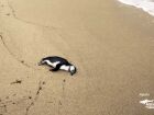 Pinguim é encontrado morto na Praia do Itaguaçu, em Ilhabela.
