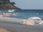 Em plena temporada de migração desses animais, que vêm da Antártida em busca de águas quentes para reprodução, cresce também o risco de um turismo de observação sem controle.