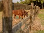Ministério da Agricultura registrou a morte de 222 cavalos em cinco Estados 
