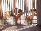 Jovem de 21 anos foi atacado por pitbulls no último sábado (12)