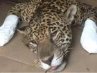 Estudo mostra que onças do Pantanal cresceram e mudaram a alimentação após incêndios e seca.