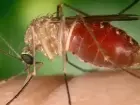 Antes restrita à Amazônia, febre oropouche se espalha pelo país