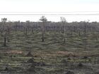 Área queimada no Pantanal cai 92,8% em junho com ações preventivas e clima favorável
