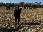 Indígenas guarani-kaiowá caminham por área de plantação em região de conflito fundiário no Mato Grosso do Sul.
