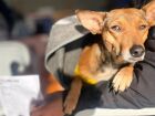 Caravana da Castração já realizou 1.010 cirurgias e prevê mais de 20 mil atendimentos em MS, unindo saúde animal e pública