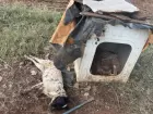Cachorro morto após ataque de abelhas 