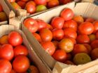 Preços da couve e do tomate 'despencam' na Ceasa-MS, mas frio encarece abobrinha