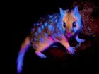 Quoll oriental é um mamífero da Tasmânia. Ele pode sobrer bioluminescência a depender da luz a qual é exposto. 
