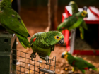 Aves trinca-ferros