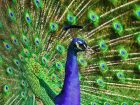 Aves ornamentais poderão ser exportadas do Brasil para os Emirados Árabes após acordo sanitário entre os países
