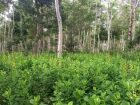 Programa Floresta Viva apoia projetos de restauração ecológica com espécies nativas e sistemas agroflorestais em áreas degradadas