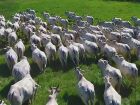 A agropecuária é responsável por três quartos das emissões de metano no Brasil, principalmente devido à fermentação entérica do gado.