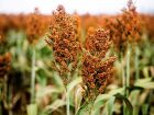 Acordo de pré-listing entre Brasil e China abre portas para o comércio de sorgo, com expectativa de aumento significativo nas exportações.