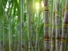 Bioenergia Brasil e Unica apoiam ação do governo federal contra tarifas dos EUA sobre produtos brasileiros, destacando o etanol como solução para a descarbonização e a transição energética.