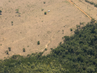 Amazônia registra aumento no desmatamento, enquanto Cerrado apresenta queda significativa