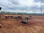 Campo Grande implanta projeto pioneiro de descanso de ovinos para abate