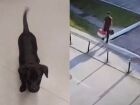 O cão e o registro de um momento em que o dono do animal o transporta na caixa: preso por abandonar cachorro no estacionamento do aeroporto