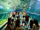 Bioparque Pantanal bate recorde em julho e atrai mais turistas de fora, consolidando Campo Grande no turismo nacional.