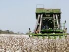 Mato Grosso do Sul cresce no algodão, mas sofre com recuo de soja e milho, aponta levantamento do IBGE