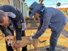 Vacinação contra raiva em pets é feita em domicílio e inclui alerta sobre morcegos infectados em Campo Grande