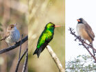 Monitoramento feito em áreas da Suzano identificou 202 novas espécies em regiões de Cerrado no MS
